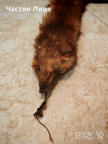 Продавам Две Обработени Кожи от Норка , снимка 6 - Антикварни и старинни предмети - 53330522