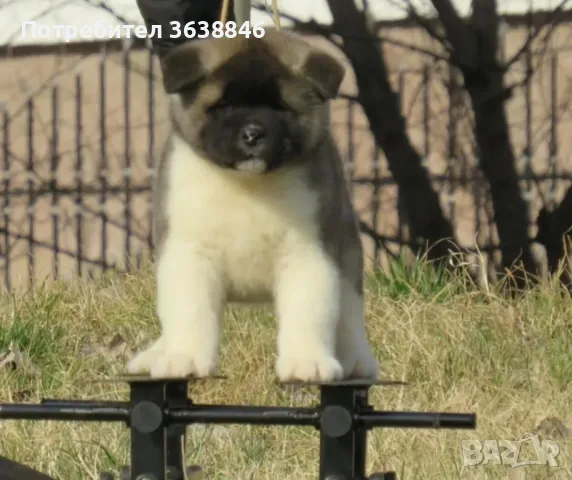 Акита ину, снимка 3 - Акита ину - 49805512