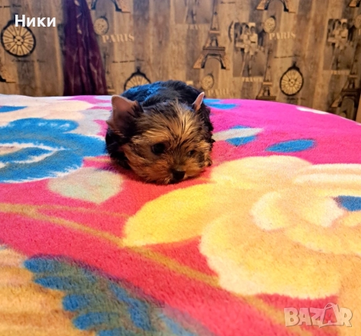 Мини йоркширско териерче