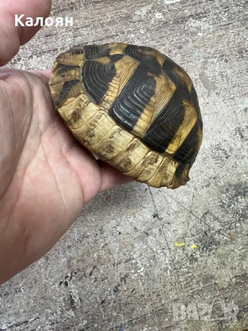 Костенурка черупка , снимка 12 - Други ценни предмети - 50871785