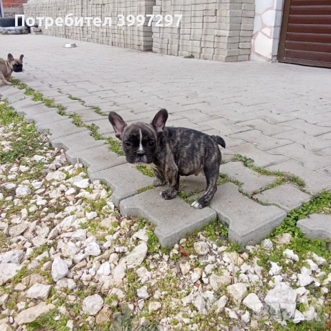 Вече с две ваксини и обезпаразитени многократно , снимка 6 - Френски булдог - 52972303