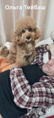 Пудел момче търси приятелка, снимка 16 - Пудели - 47853140