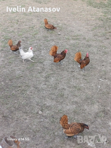 зибрайт , снимка 4 - други­ - 53022015