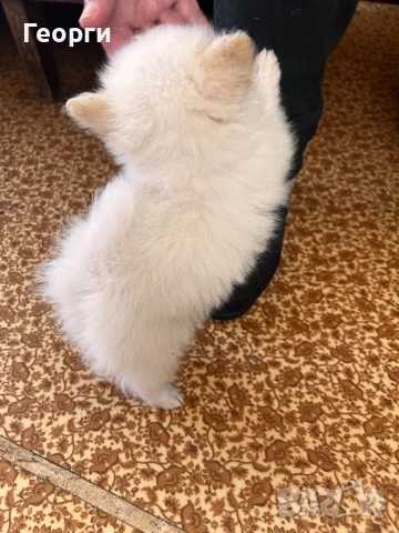 Продавам померанчета, снимка 5 - Померан - 53746809