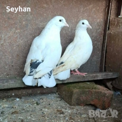 Гълъби бенкалии