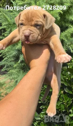 Американско Були Хл/American Bully XL 