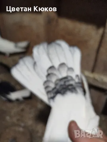 Елитни бемкалии и други , снимка 1