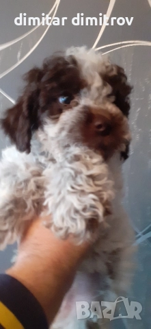 лагото романьоло , снимка 15 - Други - 52431390