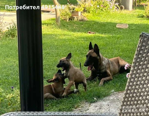Малки кученца Малиноа