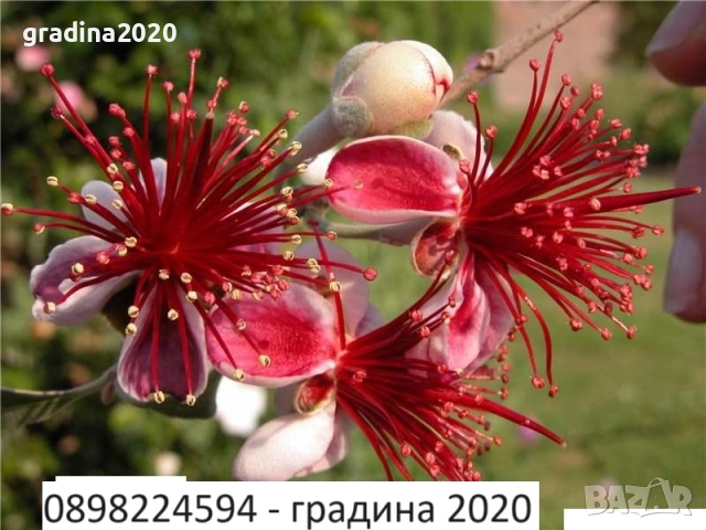 Фейхоа, Ананасова Гуава -Йодно дърво