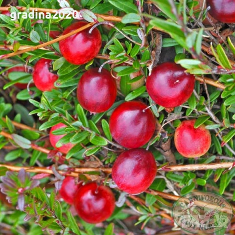 Американската червена боровинка, снимка 5 - Разсади - 52921783