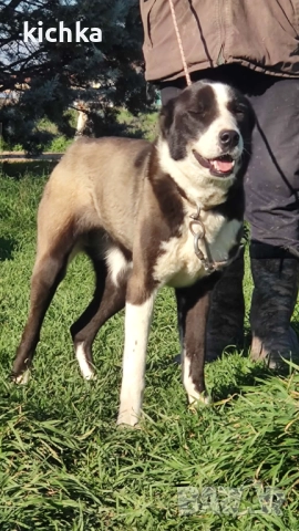 Средноазиатска овчарка - Алабай, снимка 2 - Средноазиатска овчарка - 52775561