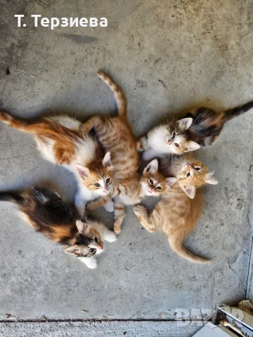 Продавам сибирски котенца , снимка 14 - Сибирски - 55796472