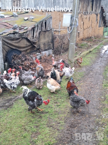 Продавам оплодени яйца от кокошки голошиики, снимка 8 - Кокошки и пуйки - 53650692