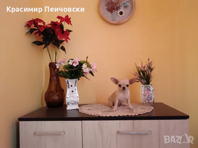женско чихуахуа 
