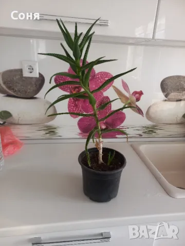 Алое,фикус,замиокулкас, драцена и др