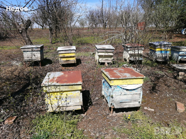 Продава пчелни кпшери, снимка 4 - Други животни - 36329469