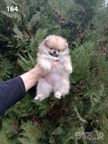 Женски Померани. Реални снимки!, снимка 7 - Померан - 52684790