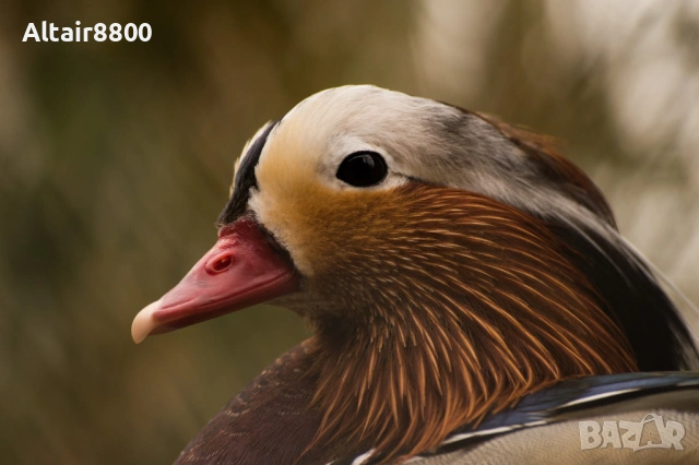 Nikon AF-S 55-200mm f/4-5.6G ED VR обектив Никон, снимка 8 - Обективи и филтри - 53014652