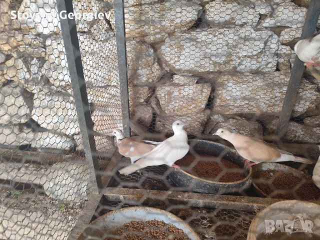 Скумруци, снимка 3 - Гълъби - 52838642