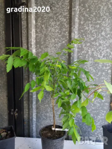 Вистерия -Глициния Промоционални цени  , снимка 13 - Градински цветя и растения - 28896934