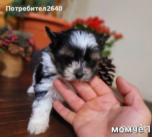 Бивер Йоркширски териер-бивър, снимка 3 - Йоркширски териер - 53761982