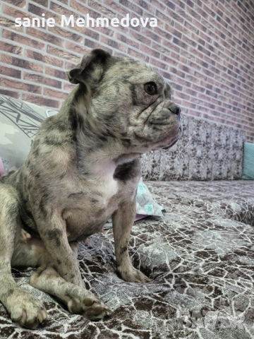 Френски булдог на 2год, снимка 6 - Френски булдог - 53342939