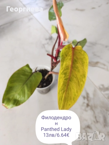 филодендрон, маранта, аглаонема, снимка 10 - Стайни растения - 50859161