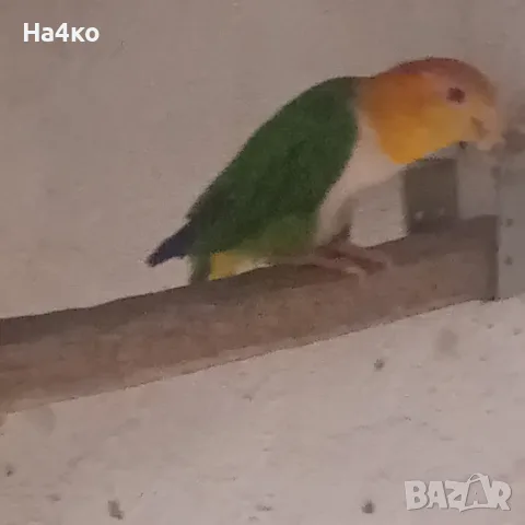 Мъжка Кайка с зелени гащи