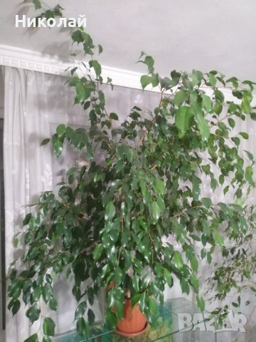 Бенджамин Фикус 150 см., снимка 3 - Градински цветя и растения - 27280596