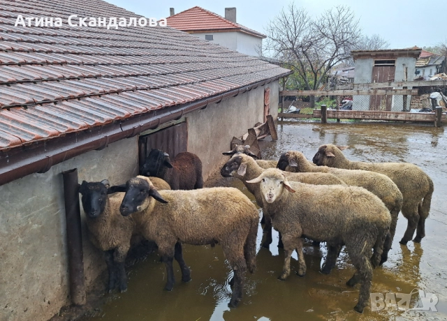 Селскостопански животни , снимка 5 - Овце - 52878388