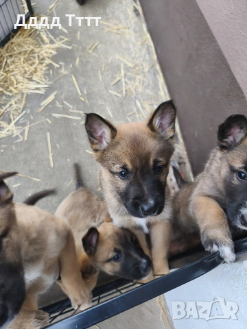 Кученца Малиноа, снимка 5 - Белгийска овчарка - 53357814