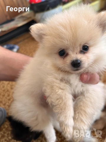 Продавам померанчета