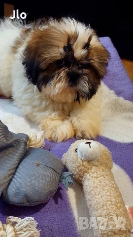 Прекрастно Шитцу 