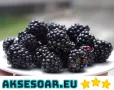 Висококачествени нови семена от хранителна Къпина без бодли Rubus rusticanus 50+ семена антиоксидант, снимка 9