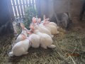 зайци и патeшки яйца