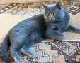 Британско плюшено момченце, снимка 3