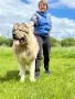 Кавказка овчарка , снимка 7