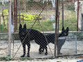 Продавам кученца черна немска овчарка, снимка 2