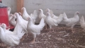 Бял легхорн ярки, кокошки , снимка 3