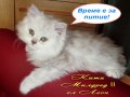 Котки Чинчила * Chinchilla Cats, безплатно посещение!, снимка 18