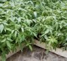 Разсади домати,пипер,краставици,тиквички,марули,патладжан,дини,пъпеши и др, снимка 1 - Разсади - 44265605