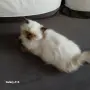 Коте порода Регдол, снимка 3