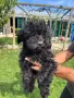 Кавапу & Cavapoo, снимка 4