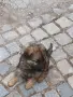 Малки немски овчарки!, снимка 2