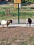 Мини холандски пръчлета , снимка 3