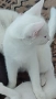 коте, снежно бяло момче, 8 мес., снимка 10