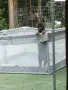 Немска оварка сивак, снимка 2
