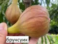 Смокиня  / Разсад Студоустойчиви - Налични 8 сорта, снимка 5