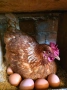 Кокошки за яйца ломан браун, снимка 3
